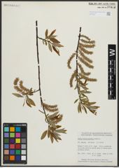 Foto von Salix arbusculoides Andersson